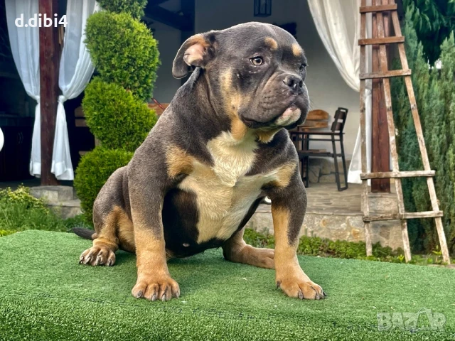 Американско були -покет, снимка 8 - Други - 51169468