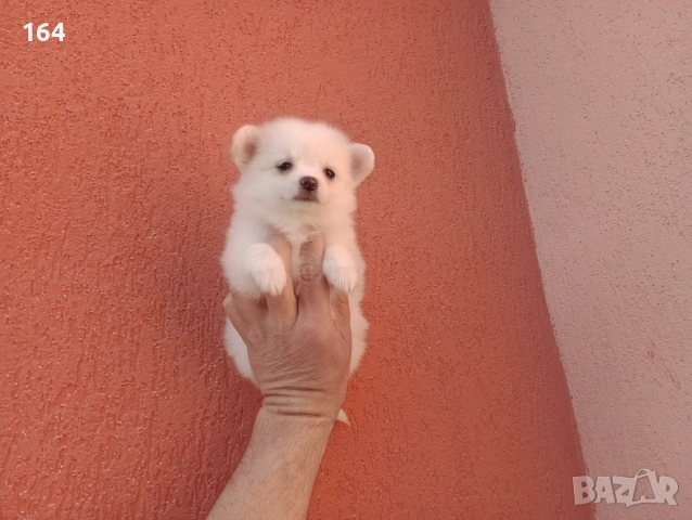 Мини Шпиц - Померан. Мъжки и женски кученца., снимка 11 - Померан - 53710741