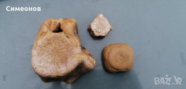 Фосили от морски животни, снимка 3 - Колекции - 34641067