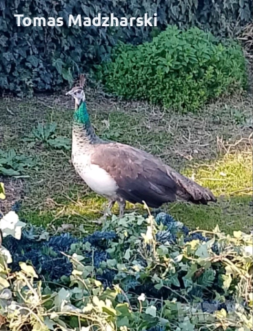 1 женски и 1 мъжки паун, снимка 2 - други­ - 53214236