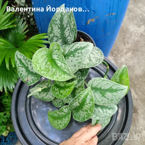 разкошни стайни растения , снимка 11 - Стайни растения - 56140195
