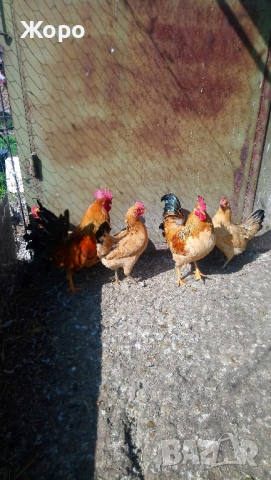 декоративни кокошки , снимка 3 - Кокошки и пуйки - 44810011
