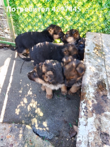 Малки немски овчарки , снимка 6 - Немска овчарка - 52682945