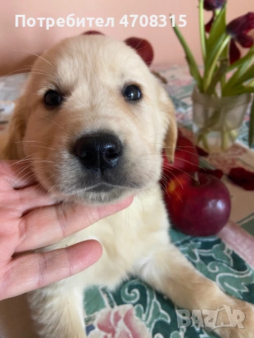 Голдън ретривър игриво бебе