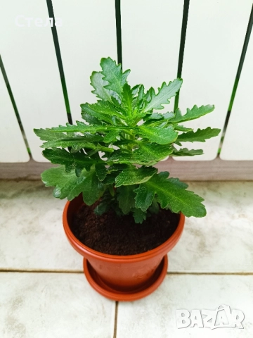 мексиканска мента, комплект Бенджамин бял, шарен и зелен, Бегония, Индрише, Епипремнум, Билбергия , снимка 2 - Стайни растения - 50328491