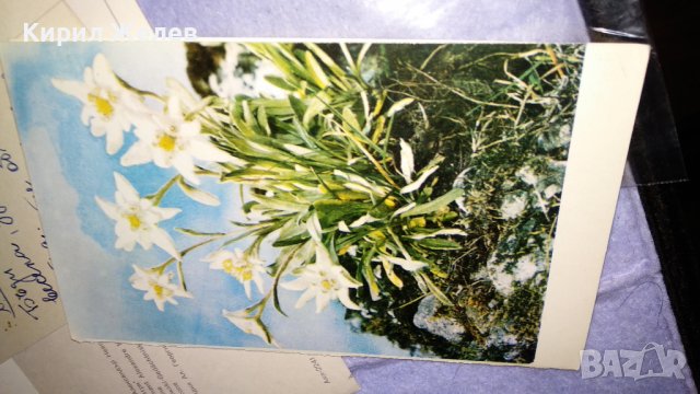 ЛОТ 4 Стари Пощенски Картички България Германия ИКОНА ЦВЕТЯ КРАСИВИ за КОЛЕКЦИЯ 32287, снимка 11 - Филателия - 38620232