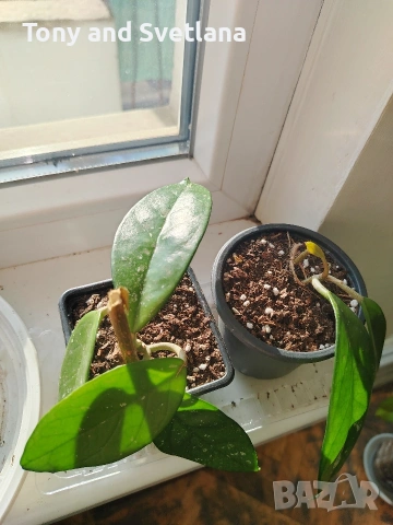 Стайни цветя- Хоя /Восъчниче (Hoya Carnosa), Сансевиера мини, Хлорофитум, Традесканция Зебрина, снимка 4 - Стайни растения - 53572534