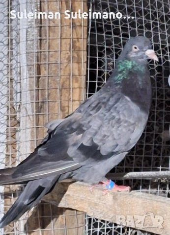 Въртеливи гълъби 13 броя 50 евро, снимка 6 - Гълъби - 53078995