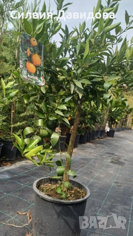 Мандарина, Лимон , снимка 8 - Градински цветя и растения - 51814230