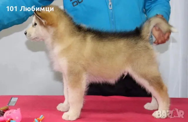 Аляски маламут , снимка 4 - Други - 47450571