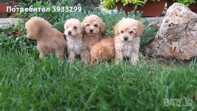 Пудел той пуделчета , снимка 7 - Пудели - 51947182