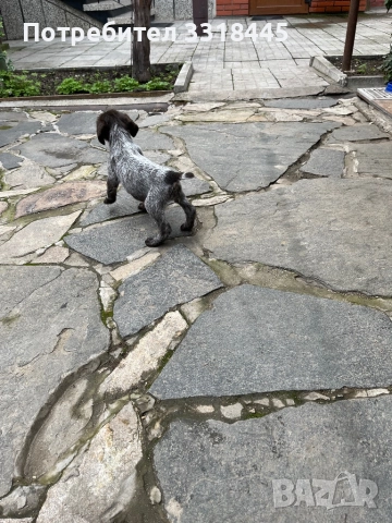 Дратхаар , снимка 2 - Дратхаар - 52884984