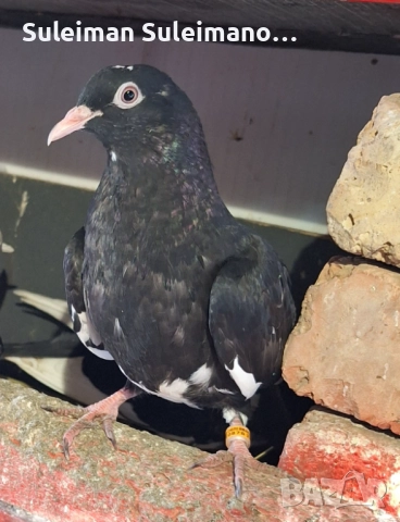 Млада двойка Типлери и млада двойка неврени 80 лв, снимка 4 - Гълъби - 52631371