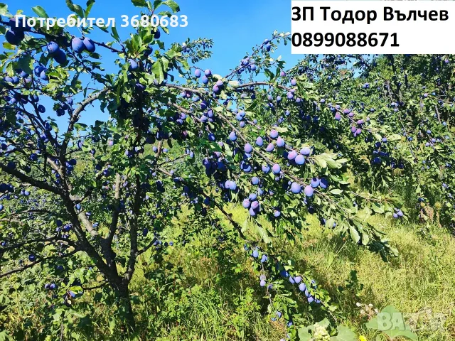 Сини сливи за ракия, сладка, компоти, сокове и други., снимка 4 - Домашни продукти - 55735706