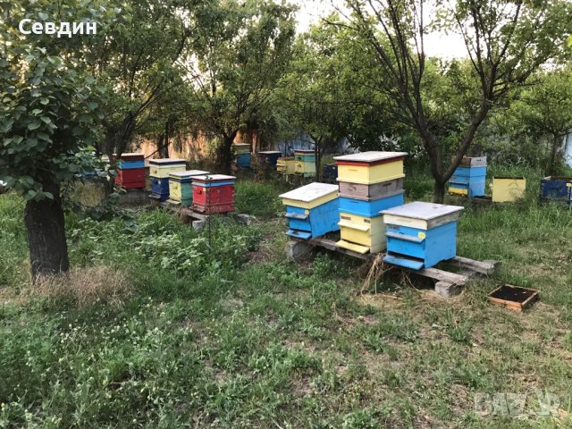 Кошери с пчелни семейства Дадан-Блат, снимка 2 - За пчели - 41457956