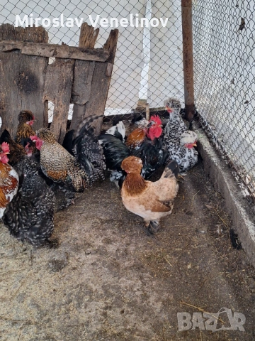 Продавам оплодени яйца от джинките на снимките, снимка 10 - Кокошки и пуйки - 53650745