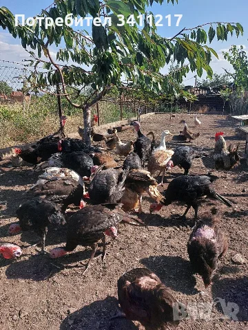 продавам пуйки,патици,кокошки