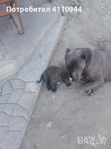 Кане Корсо продавам , снимка 11 - Други - 53699451