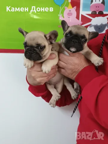 Френски булдог french bulldog , снимка 10 - Френски булдог - 56271586