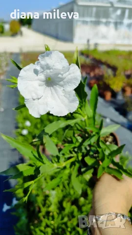 Продава се Руелия, Мексиканска петуния, Ruellia,  Mexican Petunia!!, снимка 8 - Градински цветя и растения - 55825095