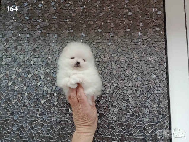 Бели миниатюрни минита. Померани. Реални снимки ! Миниатюрни !!!, снимка 3 - Померан - 53770586