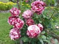 Роза 53, снимка 1 - Градински цветя и растения - 41820734