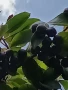 Арония фиданки, снимка 11