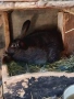 Продавам зайци, домашни, ваксинирани., снимка 2
