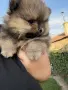 2 мъжки померана, снимка 7