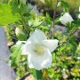 Дървовидна Ружа, Hibiscus syriacus, бял и лилав, снимка 1 - Градински цветя и растения - 41482726