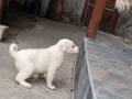 Алабай , снимка 9