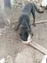 Кучетата подарявам, снимка 2