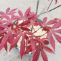Японски Клен / Аcer palmatum Аtropurpureum, снимка 1 - Градински цветя и растения - 44656565