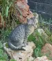 Коте на около два месеца търси дом, снимка 1
