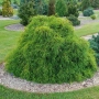 Лъжекипарис Нана – Chamaecyparis Filifera Nana, снимка 1