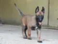 Белгийска овчарка, снимка 4