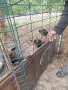 Белгийски овчарки, снимка 1