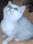 Британски и шотландки котета, снимка 1