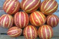 продавам семена, снимка 2
