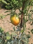 Разсад домат "Биволско сърце", снимка 8