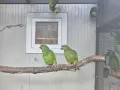 Разнообразие на папагалите амазона, снимка 6