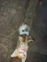 Подарявам 3 малки котенца, снимка 5