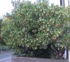 Ягодово дърво/Arbutus unedo (кумарка), снимка 10