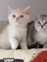 Шотландски клепоухи котенца, снимка 7