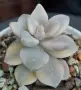 Граптоверия (Graptoveria titubans, variegated Apricot), сукулентно растение, снимка 2