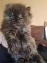 Уникални персийски котенца , снимка 11
