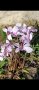 циклама студоустойчива, снимка 1 - Градински цветя и растения - 42500529