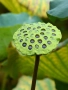 Индийски лотос, свещен лотос (Nelumbo nucifera), снимка 4