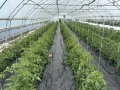 Стопанство за производство на зеленчуци, снимка 6