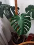 Цвете Филодендрон голямо , снимка 3